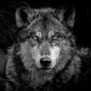 Meet your Posher, Marcus